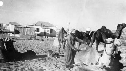 גמלים בחוף הים בשנות ה-40.jpg